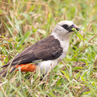 White-headed Buffalo-Weaver